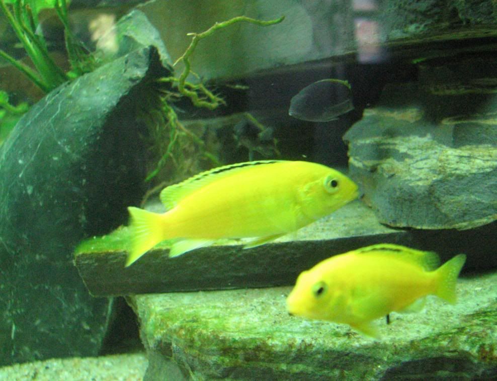 FishTank134.jpg