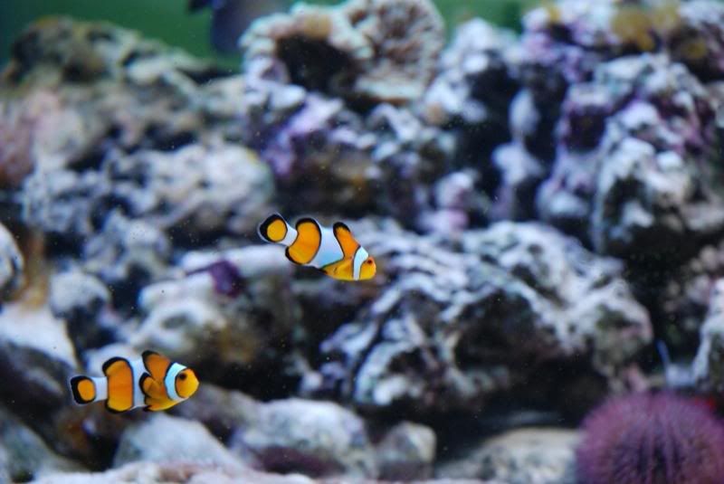 DSC_4529.jpg