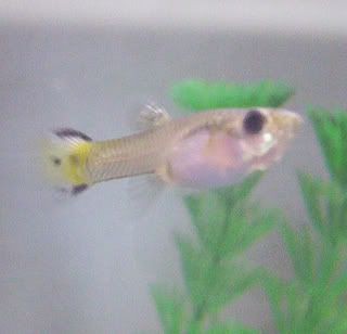 guppy.jpg