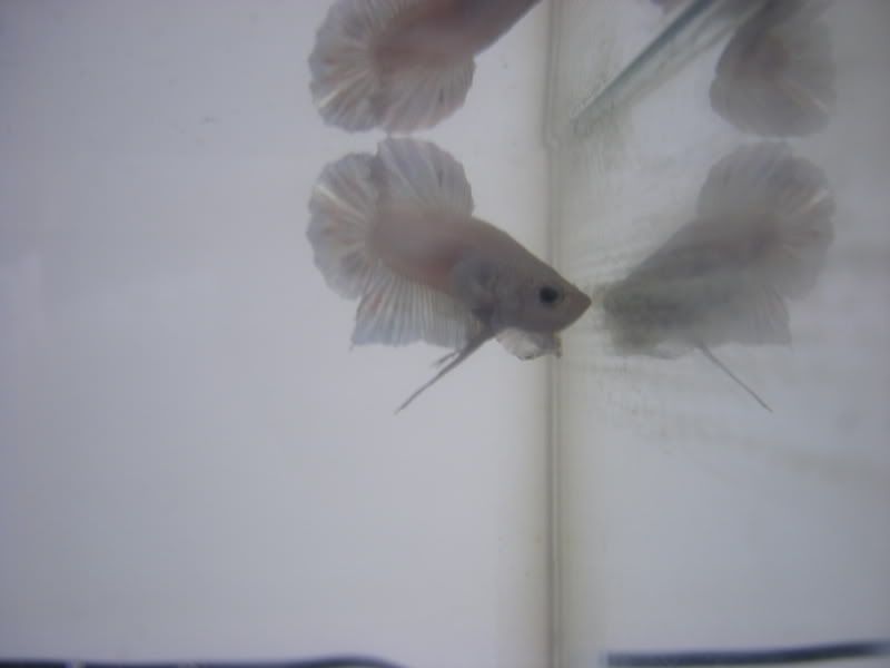 DSCF1115.jpg