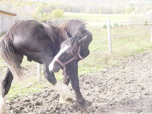 yayponies002.jpg