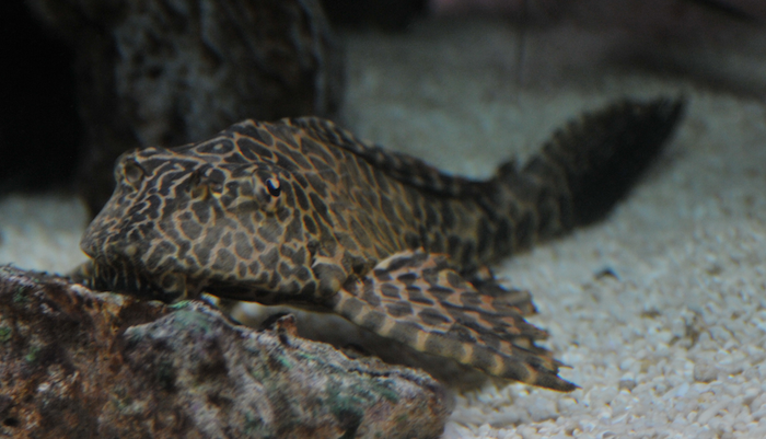 Pleco2.png