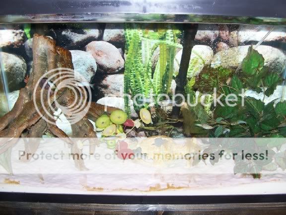 algae1.jpg