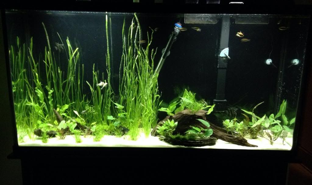fishtank7.jpg