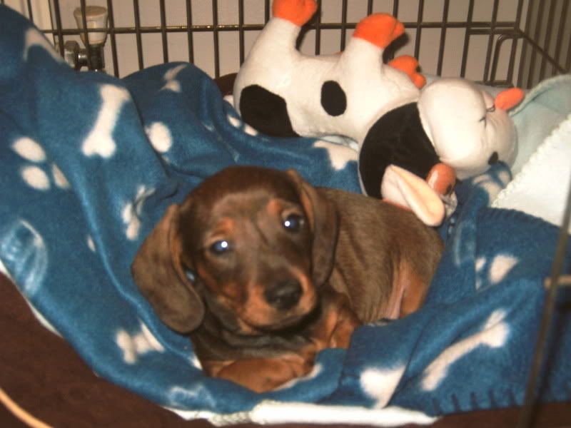 toby002.jpg