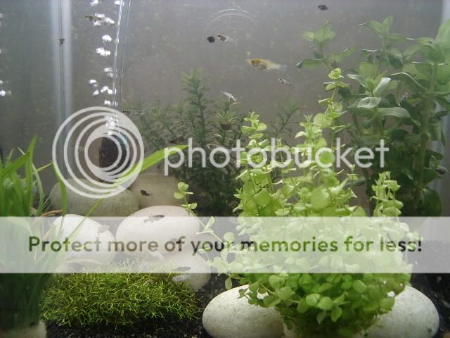 IMGP0817.jpg
