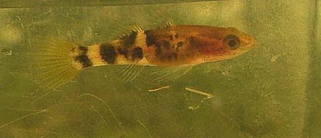 goby4-matang.jpg
