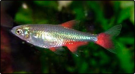 0936_bloodfin_tetra.jpg