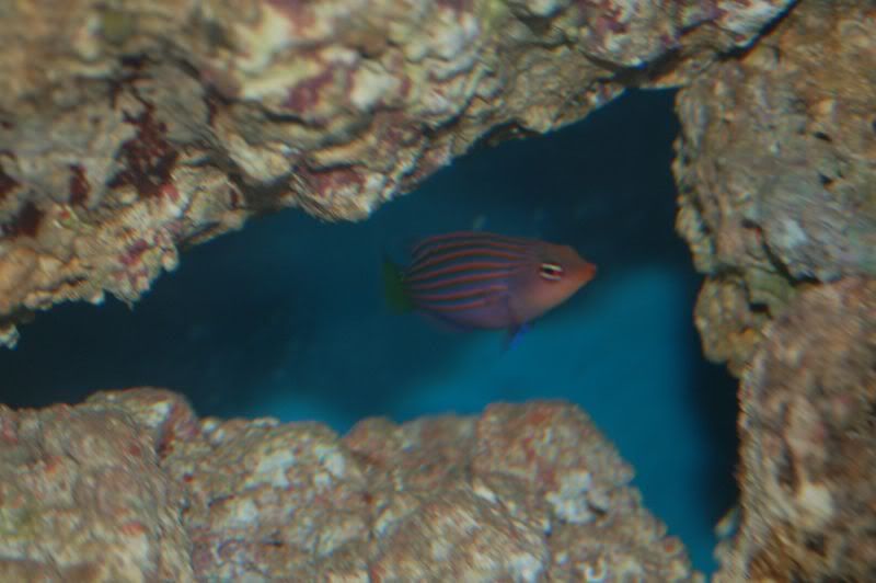 aquarium009.jpg