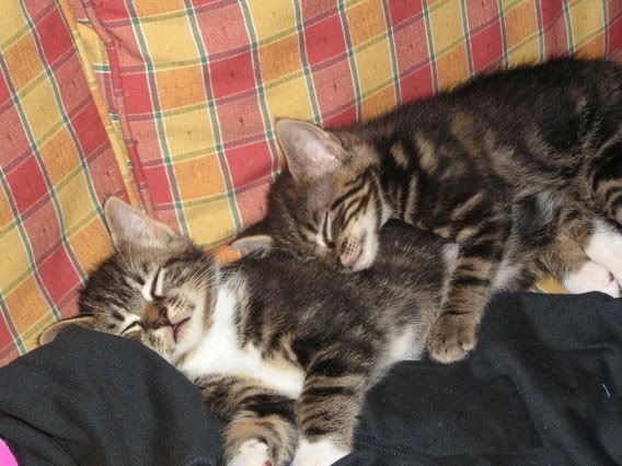 Picture007.jpg