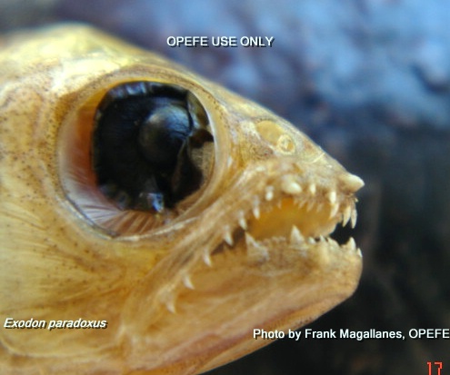Exo_head_teeth_OPEFE.jpg