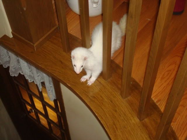 ferrets041-1.jpg
