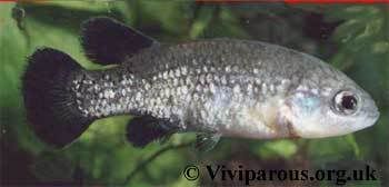 helterfish.jpg