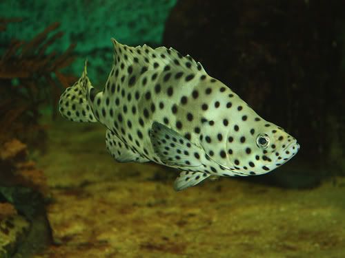 picforguessthefish-1.jpg