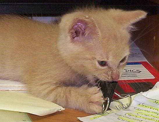 100_2294.jpg