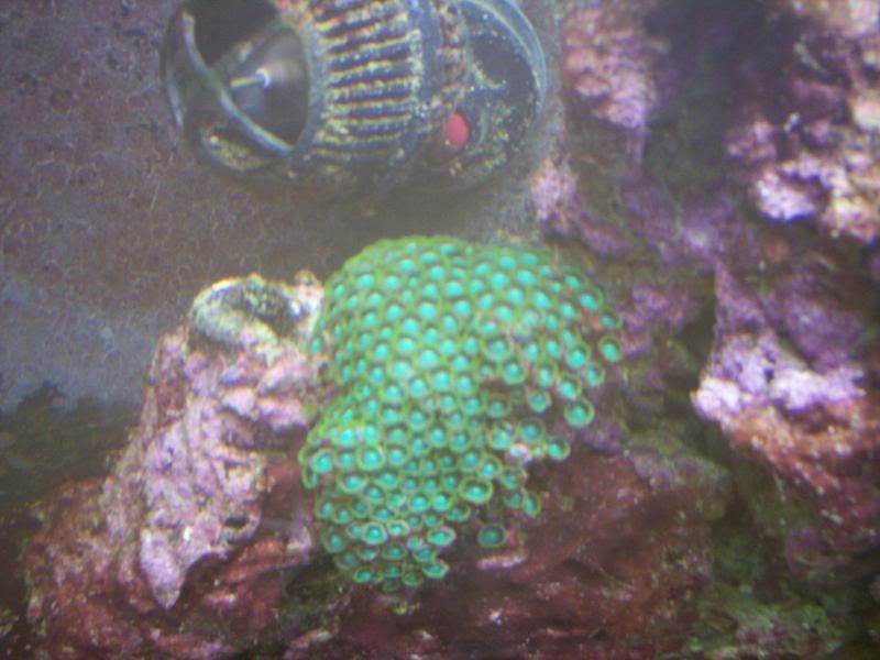 greenzoas5_23_08.jpg