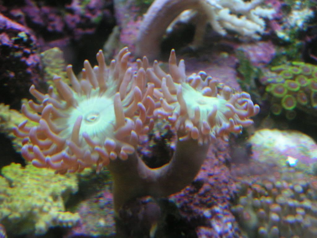 PICT1468.jpg