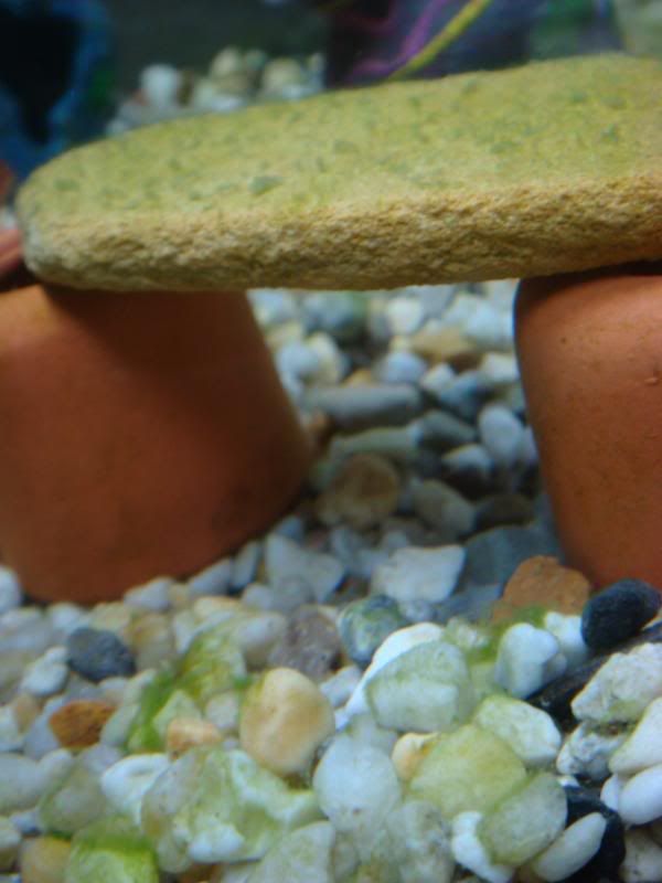 algea003.jpg