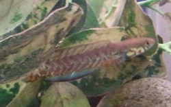 250x156x1_227507.jpg