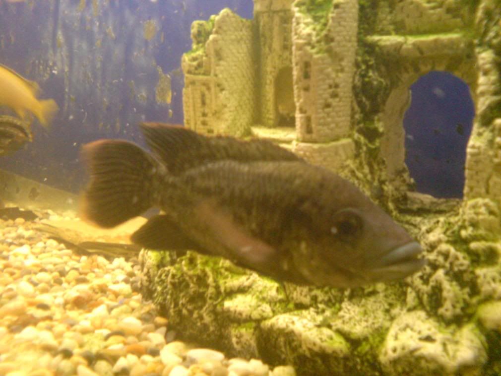 fish0801-1.jpg