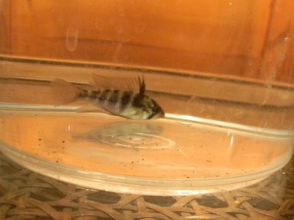 NewTank002_zpsb97ebee9.jpg