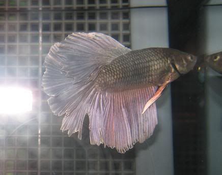 fish989.jpg