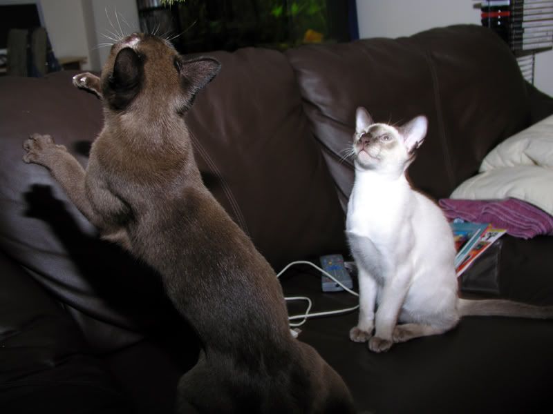 transfixed.jpg