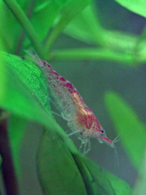 ShrimpIMG_2937.jpg