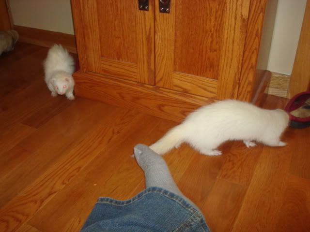 ferrets019.jpg
