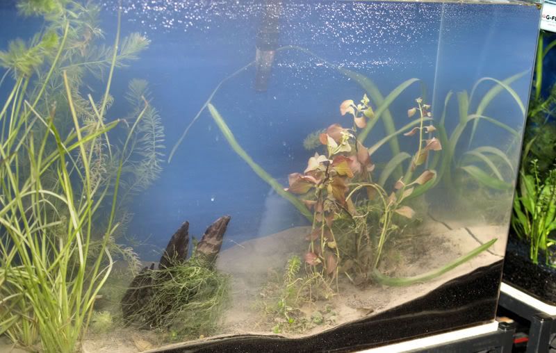 P7231799GLTank.jpg