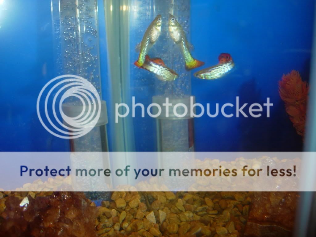 DSCN2730.jpg