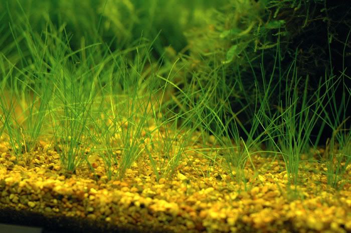 Grass.jpg