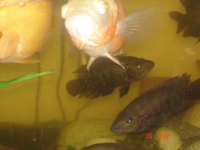 DSC01622.JPG.jpg