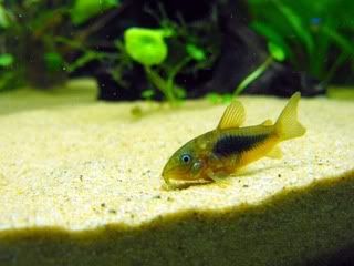 2010_0629118tank0022.jpg