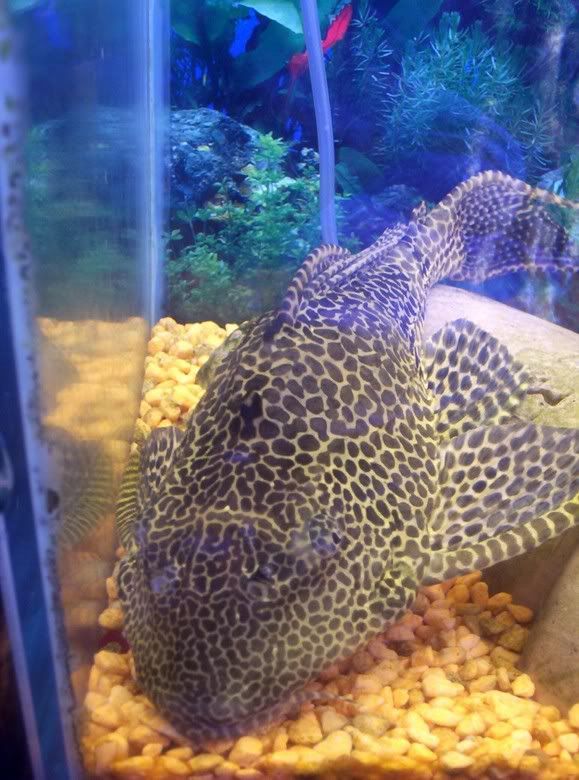 bigplec2.jpg