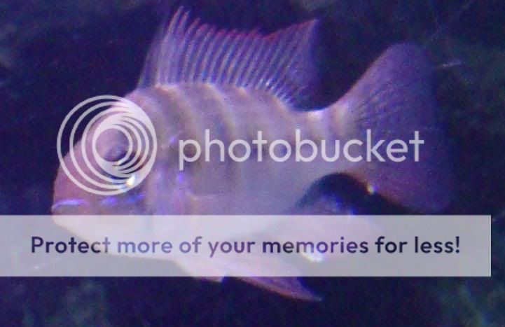 sickfishka.jpg