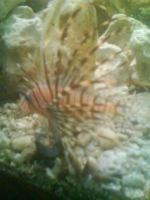 SVENthelionfish.jpg