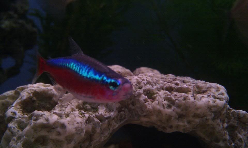 fish3.jpg