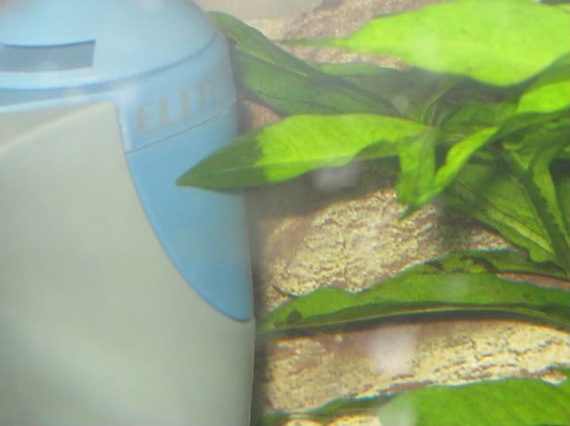 plantsfromtank006.jpg
