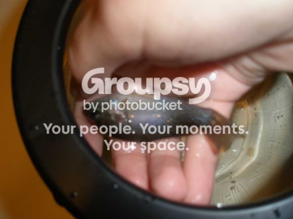 whatfish2007.jpg