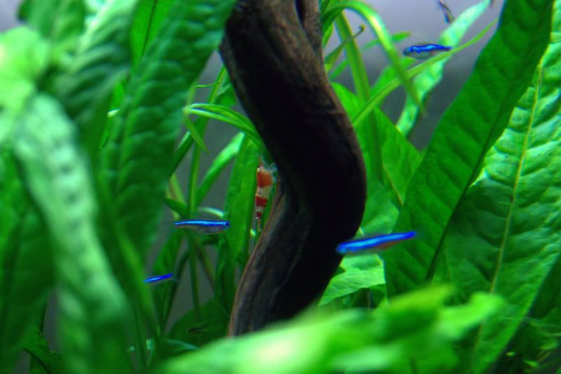 tetra2.jpg