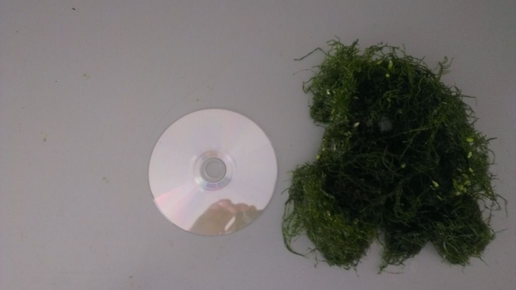 IMAG0223.jpg