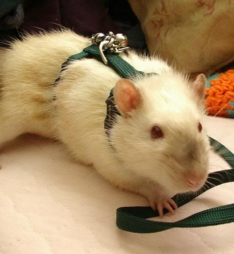 rat049.jpg