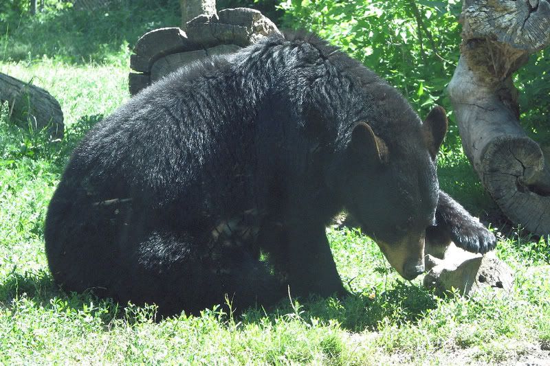 Bear1.jpg
