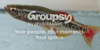 wcmm-close-up.jpg