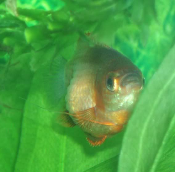 malegourami_ill.jpg