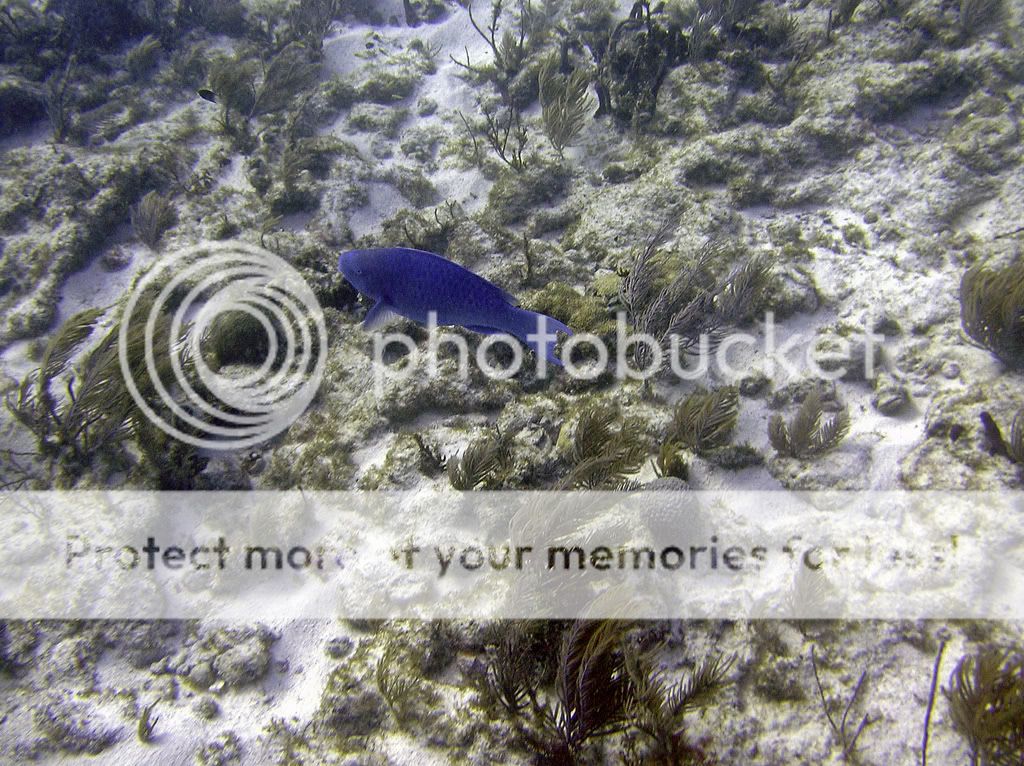 blueparrotfish.jpg