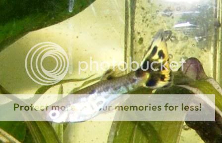 lepordguppy.jpg
