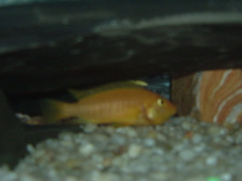 cichlidweggs011.jpg