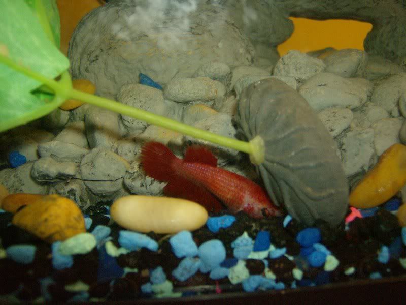 Fishies002.jpg